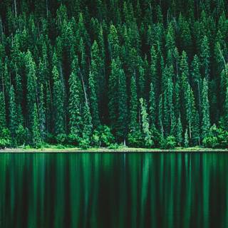 Ultrawide forest wallpaper