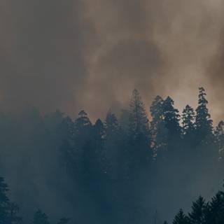 Ultrawide forest wallpaper