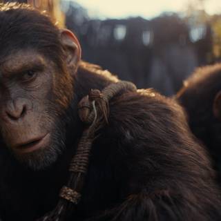 Kingdom of The Planet Of The Apes wallpaper