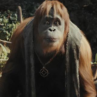 Kingdom of the Planet of the Apes 2024 wallpaper