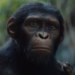 Kingdom of the Planet of the Apes 2024 wallpaper