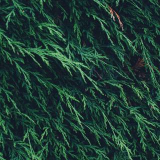 Nature pattern wallpaper