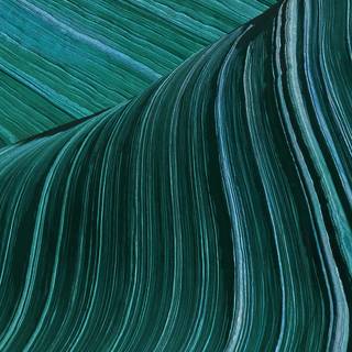 Nature pattern wallpaper