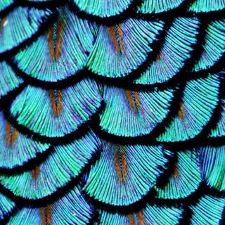 Nature pattern wallpaper