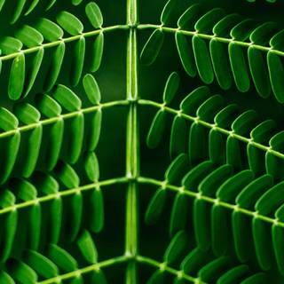 Nature pattern wallpaper