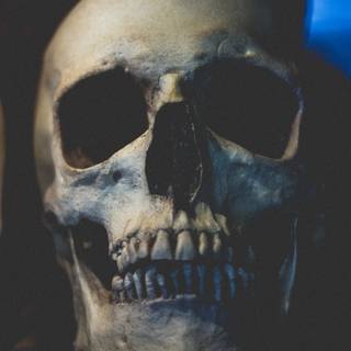 Human head wallpaper