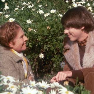 Harold and Maude wallpaper