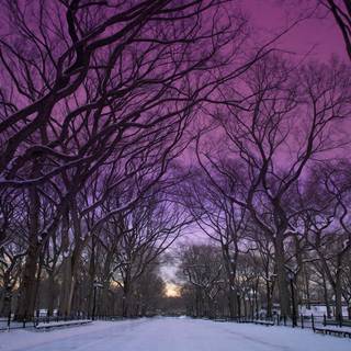 Purple winter drive wallpaper