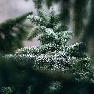 Forest green winter wallpaper