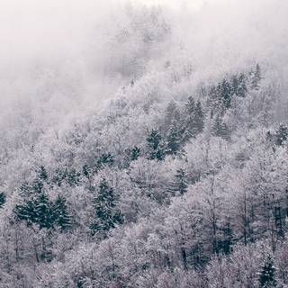 Forest green winter wallpaper