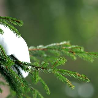 Forest green winter wallpaper