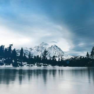 Forest green winter wallpaper