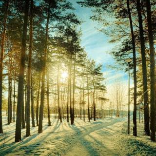 Forest green winter wallpaper