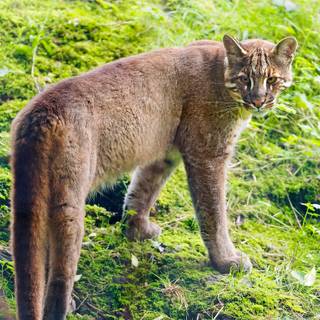 Asian golden cat wallpaper