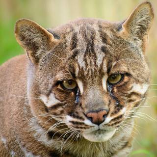 Asian golden cat wallpaper