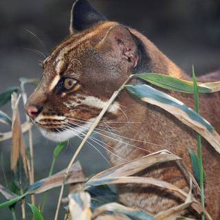 Asian golden cat wallpaper