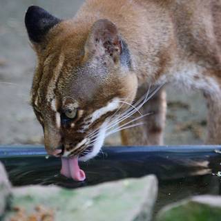 Asian golden cat wallpaper