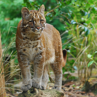 Asian golden cat wallpaper