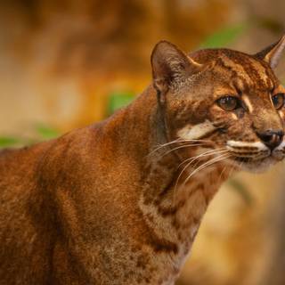 Asian golden cat wallpaper
