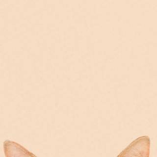 Domestic shorthair cat wallpaper