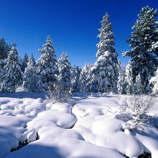 Winter FHD wallpaper
