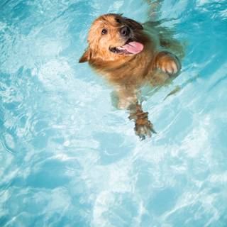 Dogs swimming wallpaper
