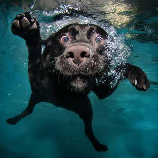 Dogs swimming wallpaper