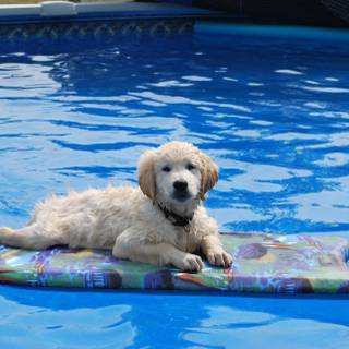 Dogs swimming wallpaper