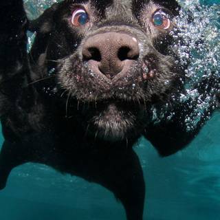 Dogs swimming wallpaper