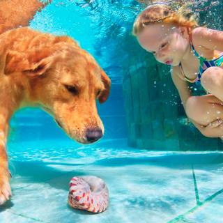 Dogs swimming wallpaper