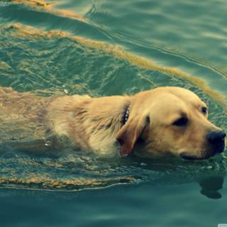 Dogs swimming wallpaper