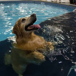 Dogs swimming wallpaper