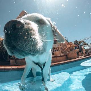 Dogs swimming wallpaper