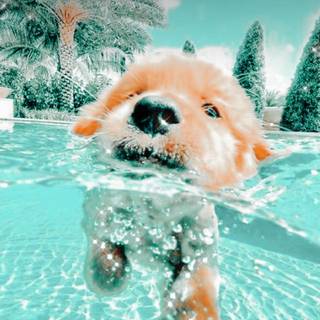 Dogs swimming wallpaper