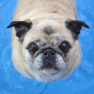 Dogs swimming wallpaper