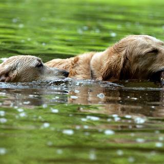 Dogs swimming wallpaper