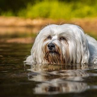 Dogs swimming wallpaper