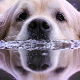 Dogs swimming wallpaper