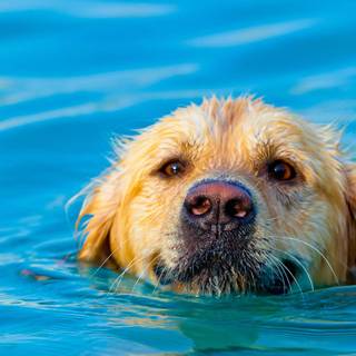 Dogs swimming wallpaper
