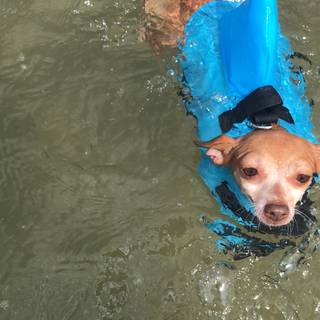 Dogs swimming wallpaper