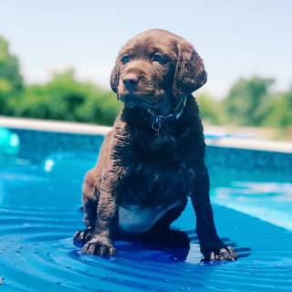 Dogs swimming wallpaper