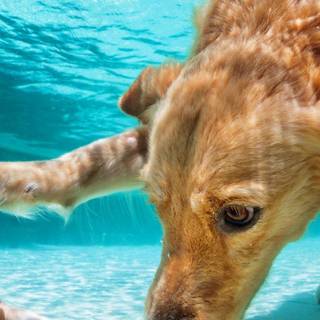 Dogs swimming wallpaper