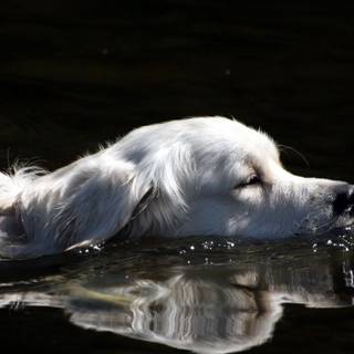 Dogs swimming wallpaper