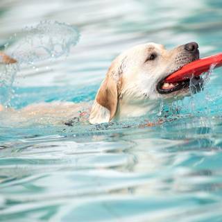Dogs swimming wallpaper