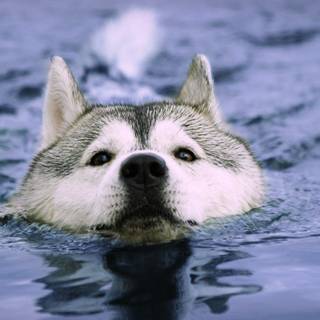 Dogs swimming wallpaper
