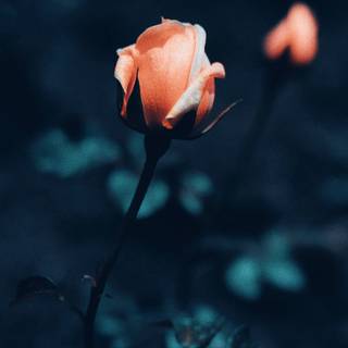 Beautiful place HD iPhone wallpaper