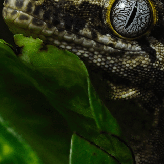 Cartoon reptile iPhone wallpaper