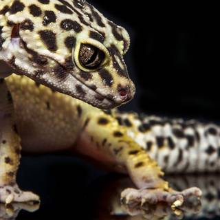 Lizard iPhone wallpaper