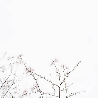 White mobile aesthetic wallpaper