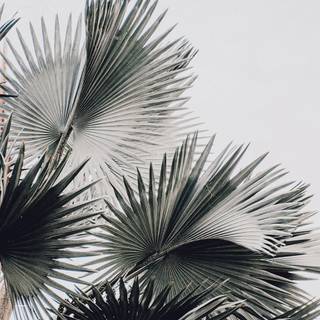 White mobile aesthetic wallpaper